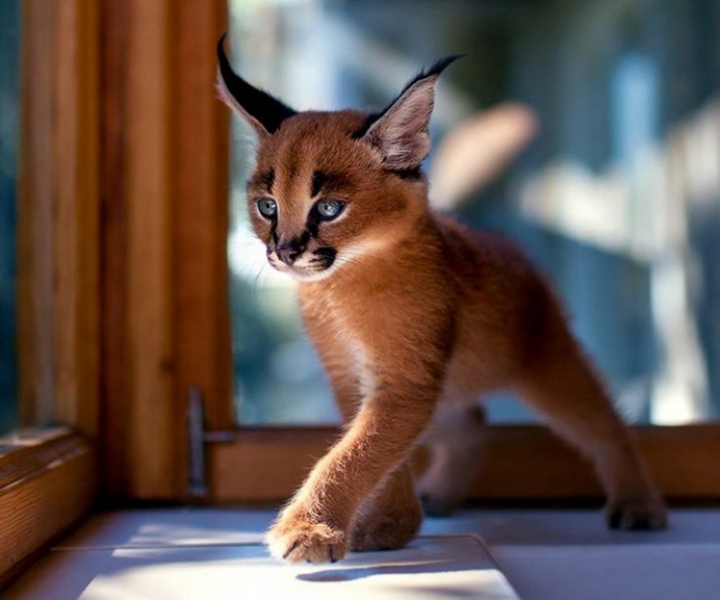 Pufoşenii ADORABILE! Cele mai frumoase pisici din lume (GALERIE FOTO)