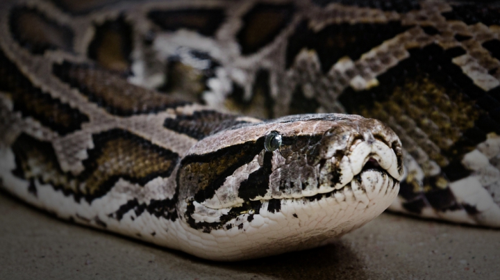 IMAGINI ce-ţi taie respiraţia! Cum S-A RĂZBUNAT un PITON după ce a fost forţat să facă un SELFIE