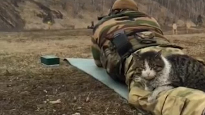 Imaginile care sfidează războiul: O pisică doarme pe piciorul unui militar aflat pe câmpul de luptă (VIDEO)