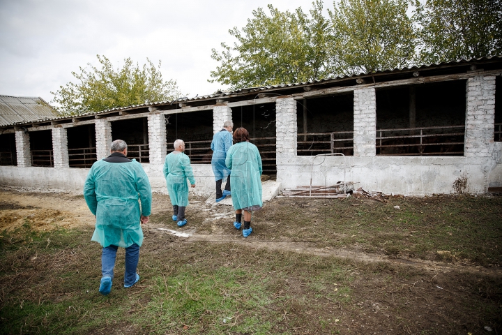 Lupta cu PESTA PORCINĂ continuă! Directorul ANSA a efectuat un CONTROL la mai multe ferme din țară