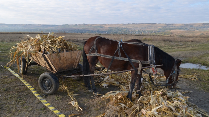 Ţigarete ascunse în coceni de porumb, depistate într-o căruţă în apropiere de frontieră (VIDEO)