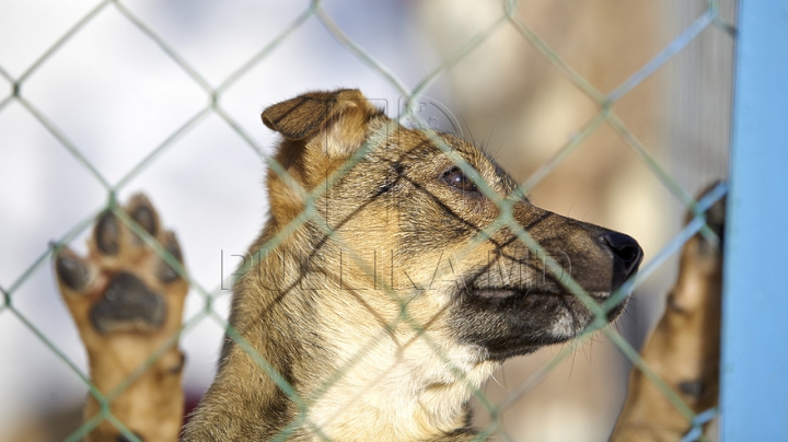 Cum pot animalele de dimensiuni mici să ucidă mai mulţi oameni decât marii prădători ai naturii