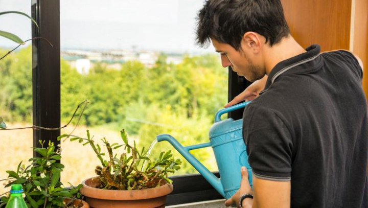 Cel mai bun îngrășământ natural pentru plantele de apartament