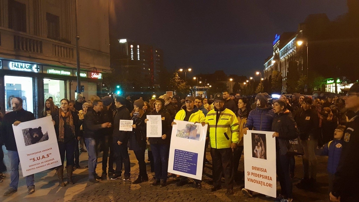 Zeci de persoane au protestat faţă de uciderea ursului rătăcit la Sibiu (VIDEO)