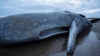 Au găsit două balene eşuate pe malul mării. Când le-au despicat stomacul au rămas uluiţi de cele văzute (FOTO)