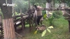 VIDEO VIRAL: Un urs panda se joacă cu fraţii săi, atârnând cu capul în jos (VIDEO)