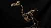 Un schelet de pasăre dodo ar putea fi vândut la o licitație cu 500.000 de lire