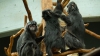 Un grup de vidre încearcă să înece o maimuţă. IMAGINI ŞOCANTE din lumea animalelor
