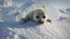 IMPRESIONANT! Un fotograf a petrecut 3 ani încercând să captureze foci polare (FOTO)