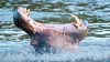 A tras SPAIMA VIEŢII! Un bărbat, ATACAT de un hipopotam (VIDEO)