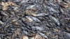 China: Circa 250 de tone de pești morți, descoperite într-un râu din centrul țării