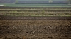 Grâul și culturile cerealiere de toamnă, în PERICOL. Nivelul de umiditate în sol este scăzut