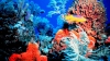 Oamenii de știință au semnalat CEA MAI MARE EXTINCŢIE a coralilor din istorie