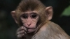 PUBLIKA WORLD: Natura surprinde din nou. O maimuţică s-a împrietenit cu o turmă de capre (VIDEO)