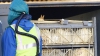 SUTE DE MII de raţe, OMORÂTE în Olanda pentru prevenirea răspândirii gripei aviare
