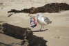 STUDIU: De ce păsările marine consumă deșeuri de plastic