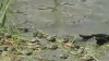 Mii de broaște țestoase, eliberate în sălbăticie de ecologiștii din Peru