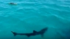Imagini șocante: Un rechin a ieșit brusc din adâncuri și și-a înfipt colții în captura unor pescari (VIDEO)