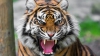 SCENE TERIFIANTE: O femeie, ATACATĂ de un tigru în fața a zeci de oameni (VIDEO)