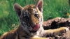 Un tigru, animal de companie pentru o familie din Rusia. Felina a devenit vedetă în oraș