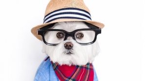 ADORABIL! Căţelul hipster care face SENZAŢIE pe Internet (GALERIE FOTO)