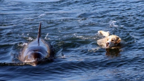 Prietenia adevărată trece peste orice obstacole. Un câine şi un delfin, de nedespărţit
