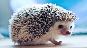 CE DRĂGUŢ! Nici nu-ţi trece prin cap de ce este în stare un arici (VIDEO)