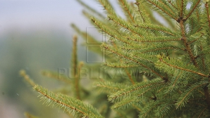 Sărbătorile de iarnă, tot mai aproape. În pieţele din ţară vor ajunge brazii de Crăciun. Cât vor costa