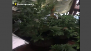 Traficanţi de droguri, reţinuţi de poliţişti! Ce a fost descoperit în locuinţele lor în urma percheziţiilor