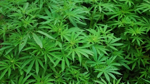 UN SAC DE CANNABIS şi UN PISTOL, descoperite la Căuşeni. Un tânăr de 25 de ani, REŢINUT (VIDEO)