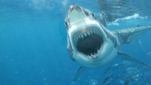 TOŢI AU FOST ŞOCAŢI! A scos un rechin din apă cu mâinile goale (VIDEO)