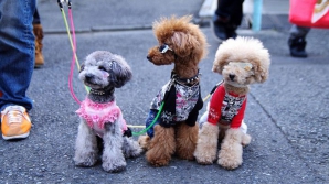 Adevărați fashioniști! Cei mai frumoși și stilați patrupezi au defilat pe podiumul de la Centrul Expozițional