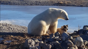 Urşii polari, care au invadat arhipelagul rus arctic, au părăsit aşezările
