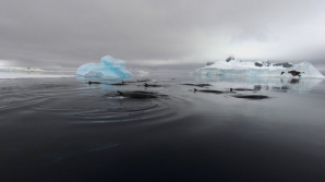 ZGOMOT CIUDAT în zona arctică: Toate animalele au fugit! Armata, trimisă să investigheze