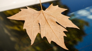 Primăria Chişinău a amenajat un depozit pentru frunze uscate. Cei care vor da foc frunzelor vor fi AMENDAŢI