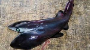 TERIFIANT! SPECIE RARĂ de Rechini cu DOUĂ CAPETE descoperiți în mai multe zone din lume (FOTO)