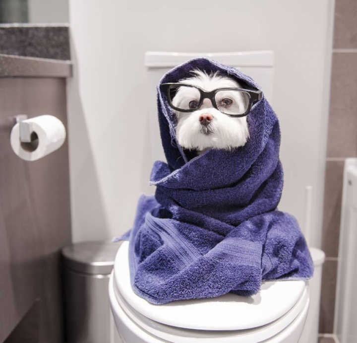 ADORABIL! Căţelul hipster care face SENZAŢIE pe Internet (GALERIE FOTO)