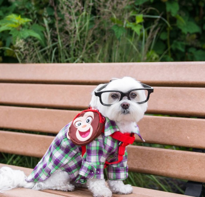 ADORABIL! Căţelul hipster care face SENZAŢIE pe Internet (GALERIE FOTO)