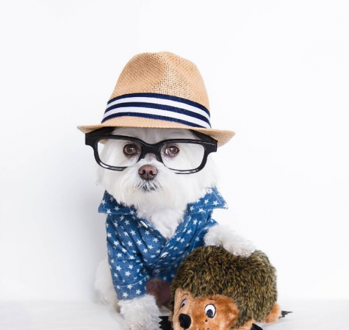 ADORABIL! Căţelul hipster care face SENZAŢIE pe Internet (GALERIE FOTO)