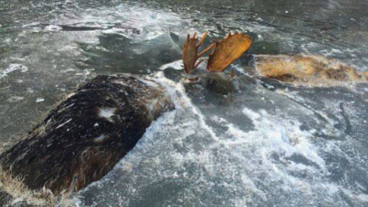 DESCOPERIRE INCREDIBILĂ! Unde au fost găsiţi doi elani (FOTO)