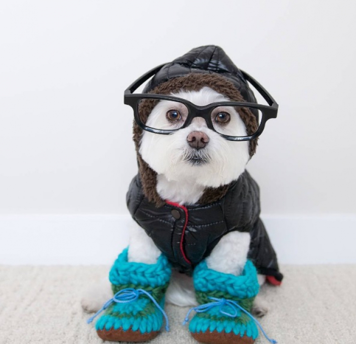 ADORABIL! Căţelul hipster care face SENZAŢIE pe Internet (GALERIE FOTO)