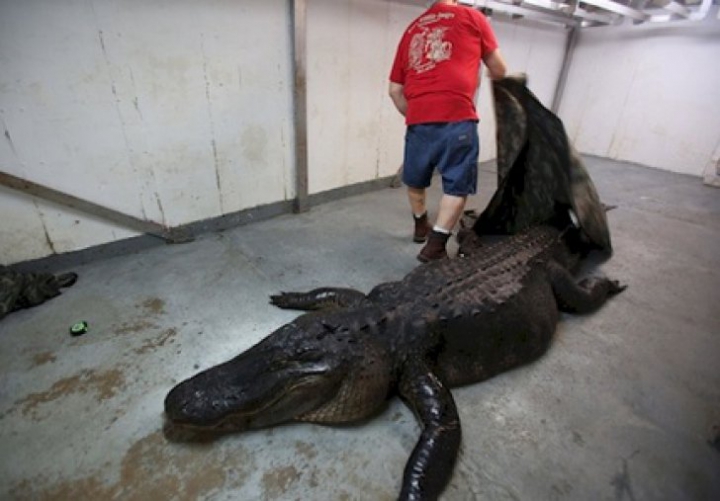  Au capturat cel mai mare CROCODIL, dar, când l-au despicat, AU ÎNCREMENIT! Ce au găsit în interior (FOTO)