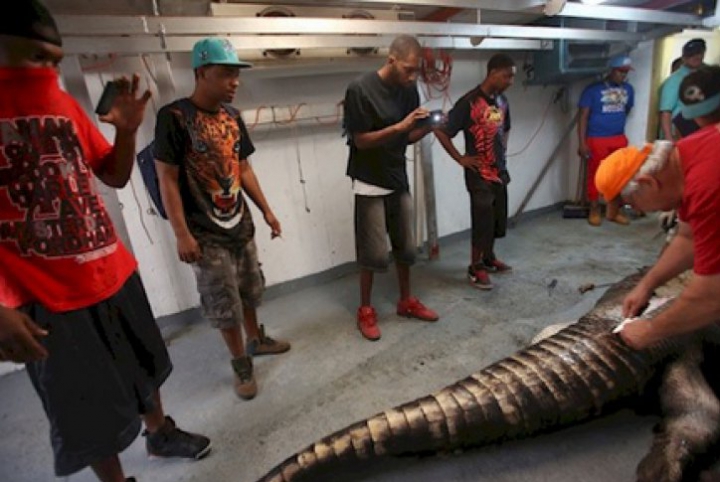  Au capturat cel mai mare CROCODIL, dar, când l-au despicat, AU ÎNCREMENIT! Ce au găsit în interior (FOTO)