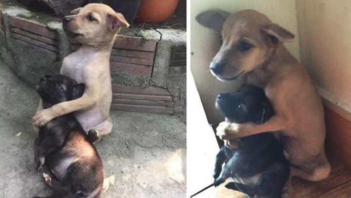 Prietenie emoționantă între doi căței, după ce au fost salvați de călugării unui templu budist (FOTO)