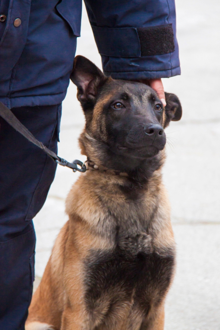 Un ciobănesc german și un ciobănesc belgian, noii angajaţi în echipele Poliţiei de Frontieră (FOTO)