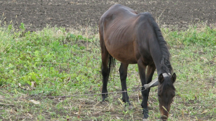 DETALII în cazul bărbatului găsit fără suflare după ce a fost lovit de un cal. Ce spun rudele