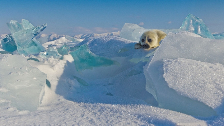 IMPRESIONANT! Un fotograf a petrecut 3 ani încercând să captureze foci polare (FOTO)