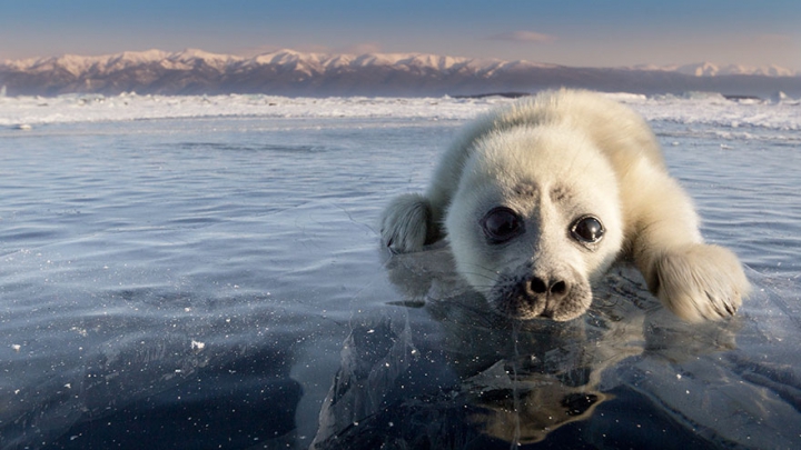 IMPRESIONANT! Un fotograf a petrecut 3 ani încercând să captureze foci polare (FOTO)