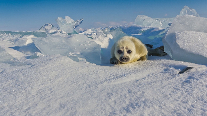 IMPRESIONANT! Un fotograf a petrecut 3 ani încercând să captureze foci polare (FOTO)