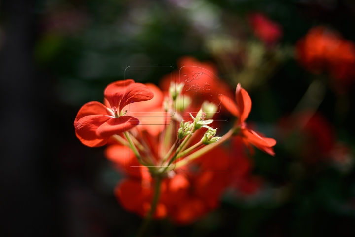 Zona tropicală din Chişinău! Grădina Botanică înfloreşte în prag de iarnă (FOTOREPORT)